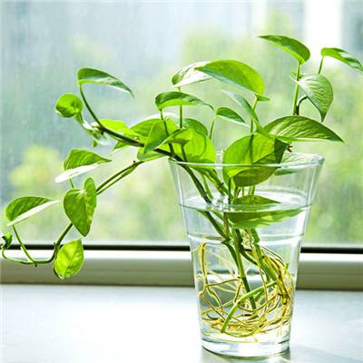 甜心格格姐妹花